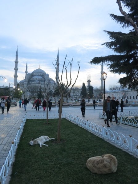 在市區藍色清真寺前面的廣場草地上安睡的狗。 但這些天其實非常冷，我們都快受不了。